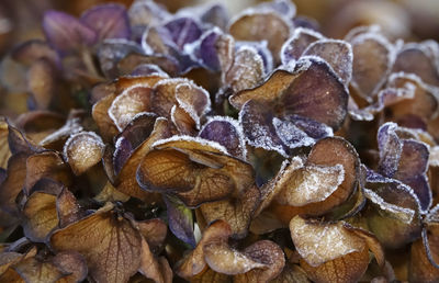 Full frame shot of dried leaves