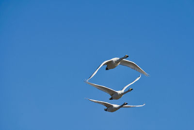 Low angle view of seagulls flying