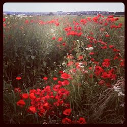 Close-up of red poppy blooming in field
