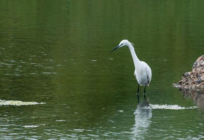View of a bird in lake