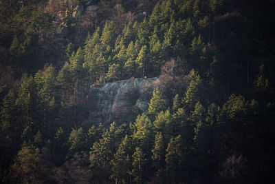 Low angle view of trees against sky