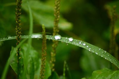 Close-up of wet plant during rainy season