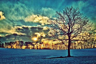 Bare trees at sunset