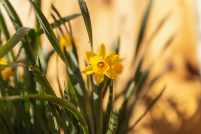 Close-up of yellow flowering plant