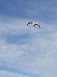 Low angle view of seagull flying against sky