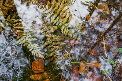 High angle view of leaves and trees in water