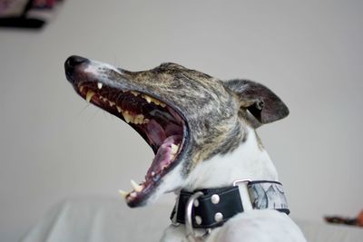 Close-up of a dog yawning