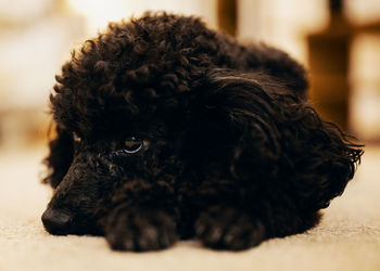 Close-up of a dog looking away