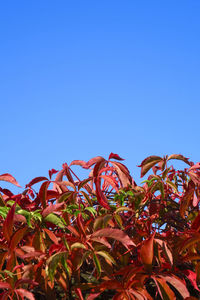 Low angle view of flowering plants against blue sky