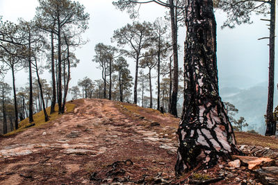 Trees in forest against sky