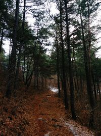 Trees in forest