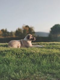 View of dog relaxing on field