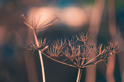 Close-up of plant against sky