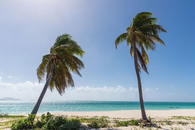 Coconut palm trees on beach against sky