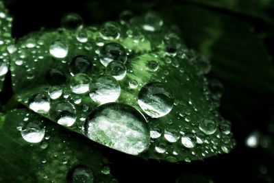 Close-up of water drops on leaf