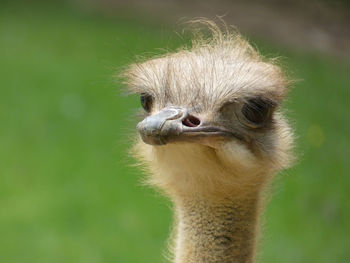 Close-up of ostrich