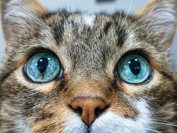 Close-up portrait of a cat