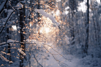 Close-up of snow covered tree in forest