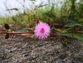 Close-up of pink flower on field