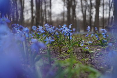 Close-up of purple crocus flowers on field