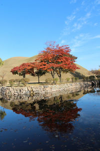 Reflection of trees in lake against blue sky