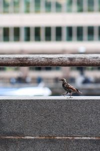 Close-up of bird perching on retaining wall