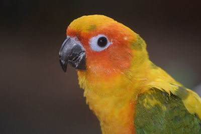 Close-up of parrot