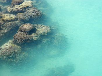 High angle view of coral in sea