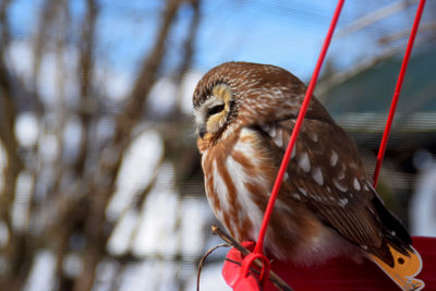 Close-up of bird perching on branch