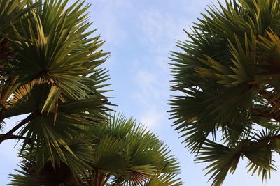 Low angle view of palm trees against sky