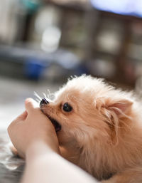 Close-up of person hand with dog