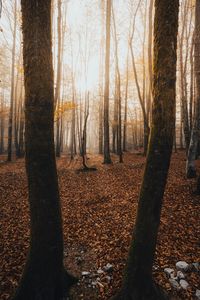 Trees in forest during autumn