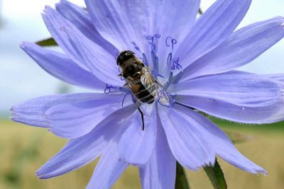 Close-up of bee on purple flower