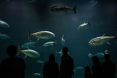 Group of fish in aquarium