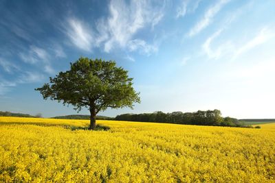 Scenic view of oilseed rape field against sky