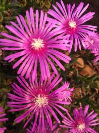 Close-up of purple flowers blooming outdoors