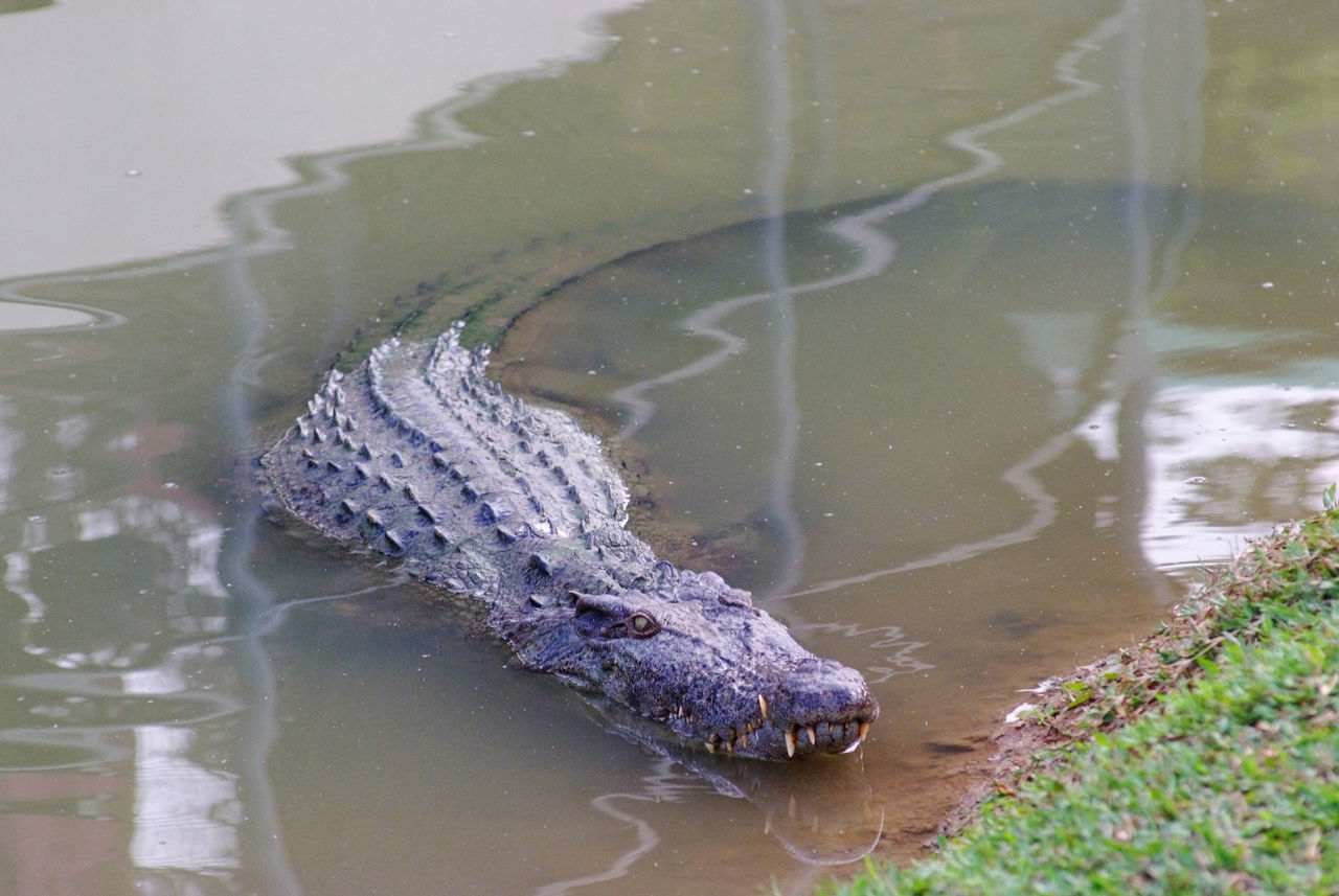 HIGH ANGLE VIEW OF A TURTLE IN LAKE