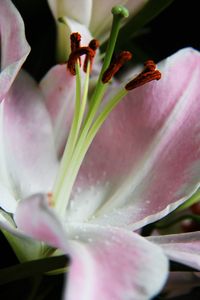 Close-up of day lily blooming outdoors