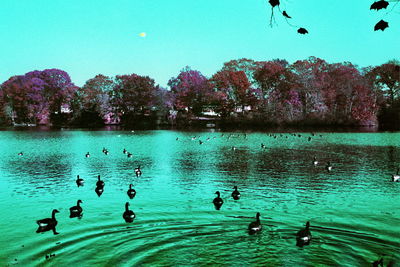 Scenic view of lake with trees in background