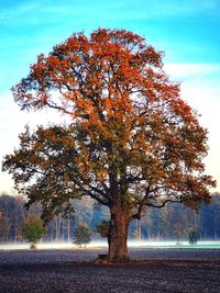 Tree by lake against sky during autumn