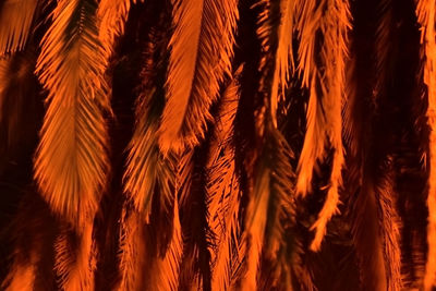 Full frame shot of palm leaves at night