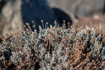 Close-up of plants growing on field