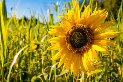 Sunflower flower with a bee in summer