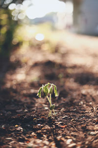 Close-up of small plant growing on field