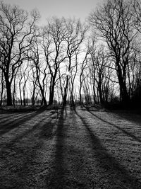 Trees against sky