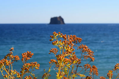 Close-up of orange plants against sea