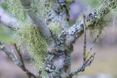 Close-up of frost on tree branch