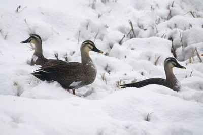 High angle view of spot-billed ducks on snow covered field