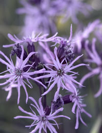 Close-up of purple flowering plant