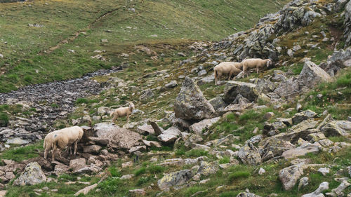 View of sheep on rock